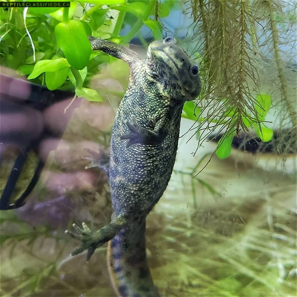 Spanish ribbed newts  - Reptile Classifieds Canada