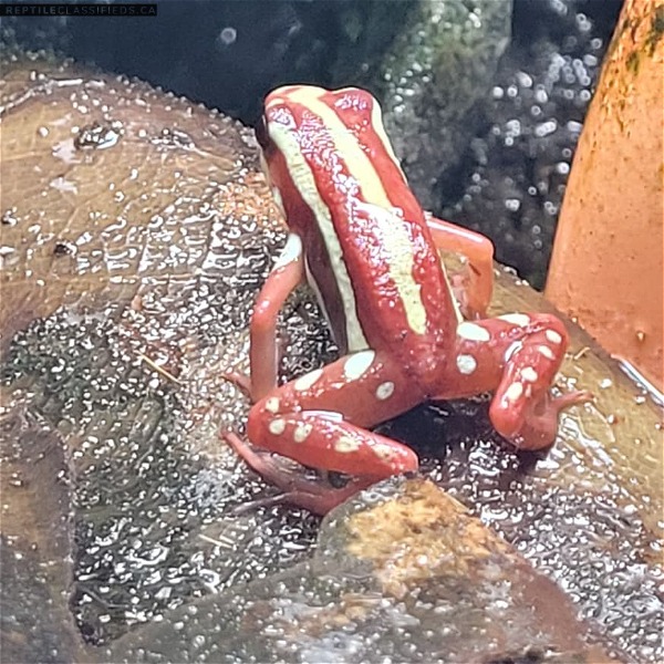 Santa Isabel dart frogs  - Reptile Classifieds Canada