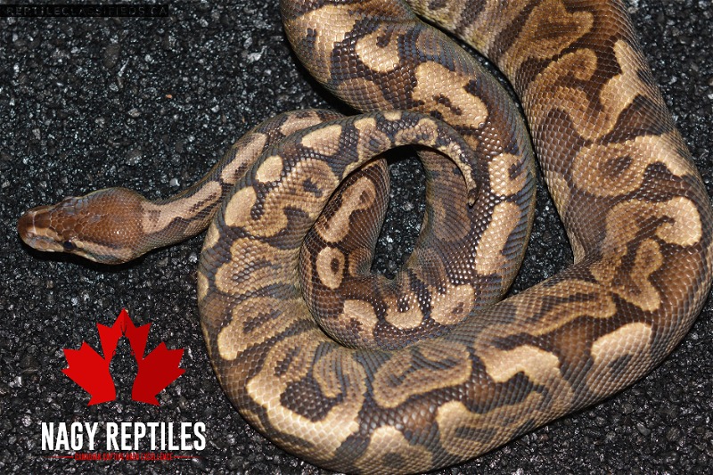 GHI Hidden Gene Woma - Reptile Classifieds Canada