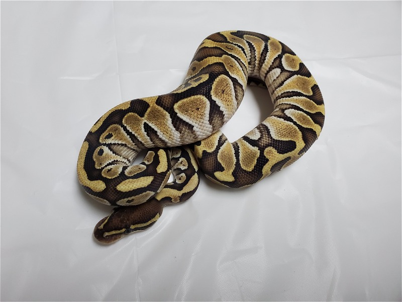 Ball Python current availability - Reptile Classifieds Canada