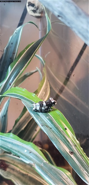 Beautiful baby milk frogs at The Inspired Frog  - Reptile Classifieds Canada