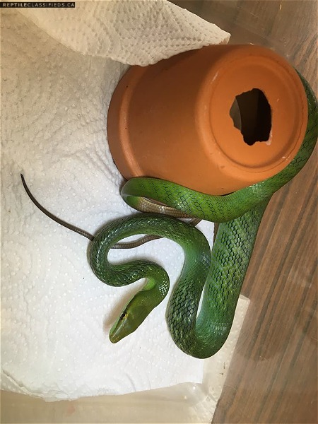 CBB Red Tail Green Rat Snakes - Reptile Classifieds Canada