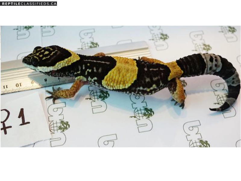 Eastern Indian Leopard Gecko  - Reptile Classifieds Canada