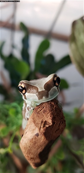 New in stock list at The Inspired Frog  - Reptile Classifieds Canada