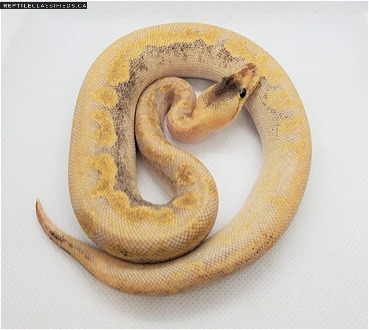 Pastel Champagne Red Axanthic Female - Reptile Classifieds Canada
