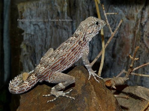 Pristrurus - Reptile Classifieds Canada