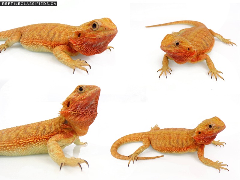 WHOLESALE DRAGONS - Reptile Classifieds Canada