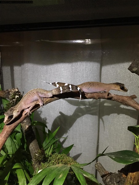  Australian chameleon gecko( Carphodactylus laevis)  Super rare 