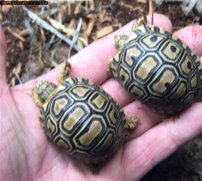  Baby leopard tortoises 