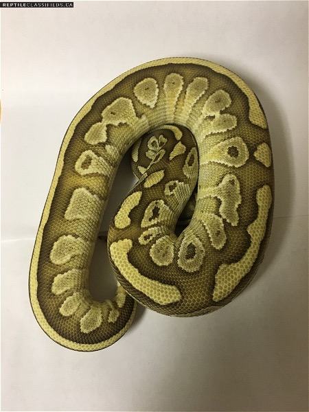 0.1 Lesser Specter Ball Python  - Reptile Classifieds Canada