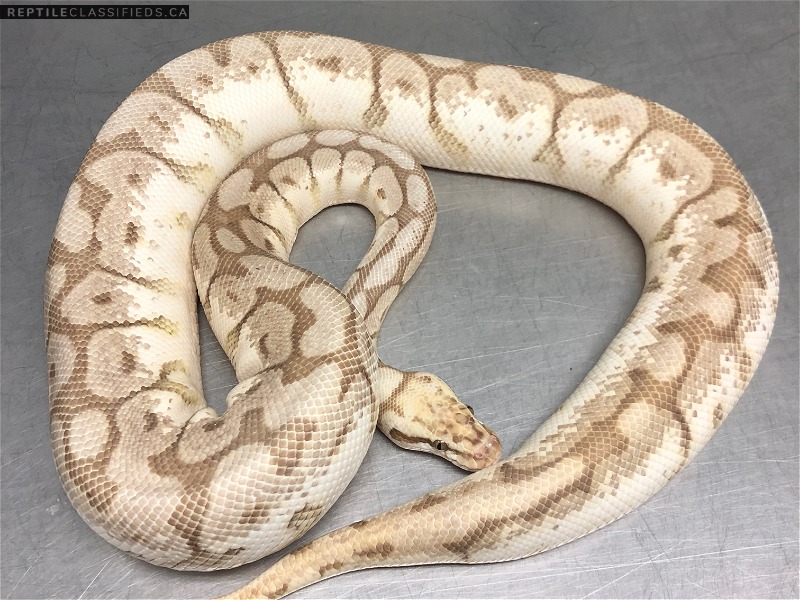 0.1 PROVEN Butter BumbleBee - Reptile Classifieds Canada