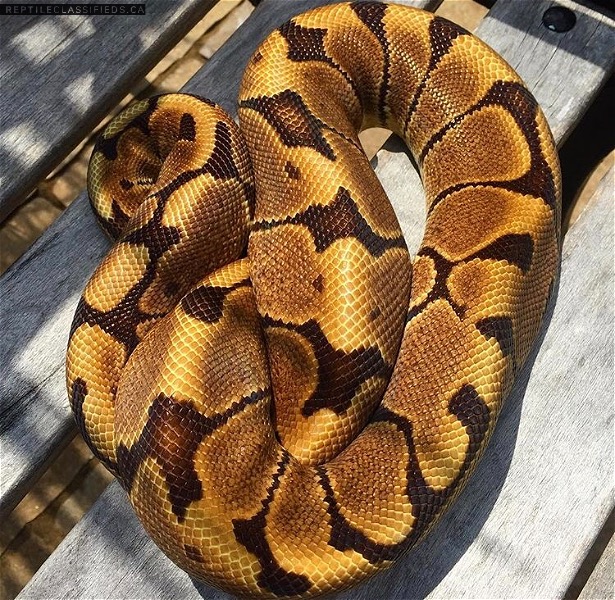 0.1 Proven Woma Ball Python, ready to go this season!  - Reptile Classifieds Canada