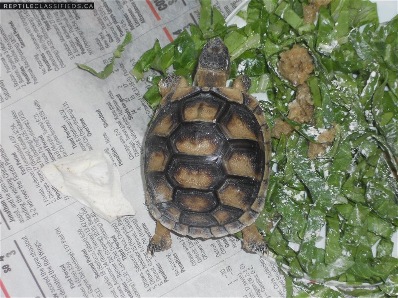 1 2019 cbb  Testudo marginata aka Marginated tortoise