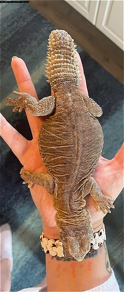 2 Juvenile Egyptian uromastyx for sale  - Reptile Classifieds Canada