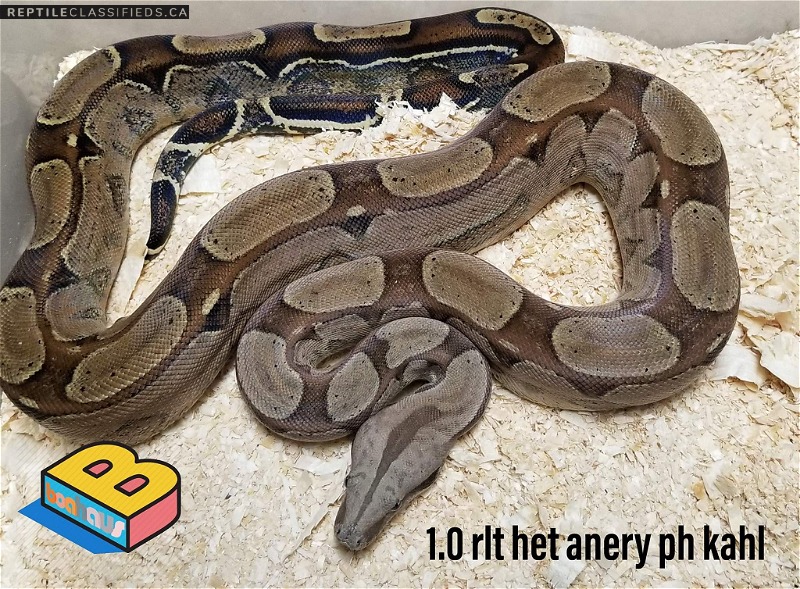 2016 rlt het anery 50% get kahl - Reptile Classifieds Canada
