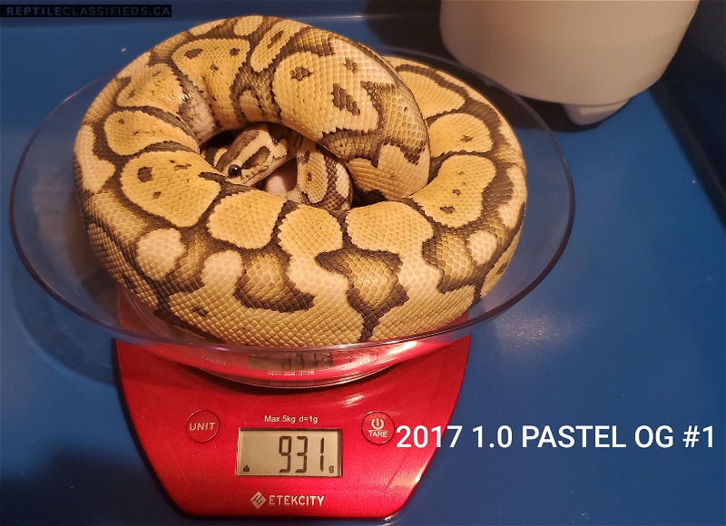 2017 Male Pastel Orange Ghost - Reptile Classifieds Canada