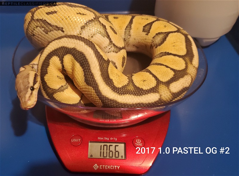 2017 Male Pastel Orange Ghost #2 - Reptile Classifieds Canada