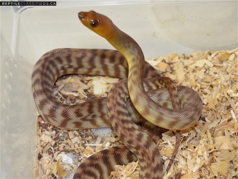 SOLD 2017 Woma pair