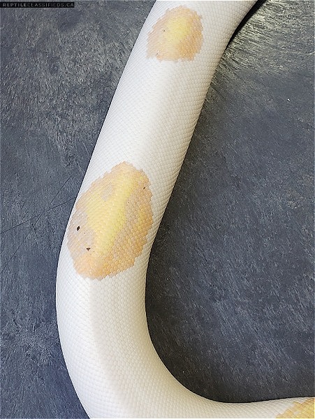 2018 1.0 banana fire pied 