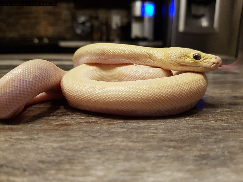 2018 Male Ivory Burmese Python - Reptile Classifieds Canada