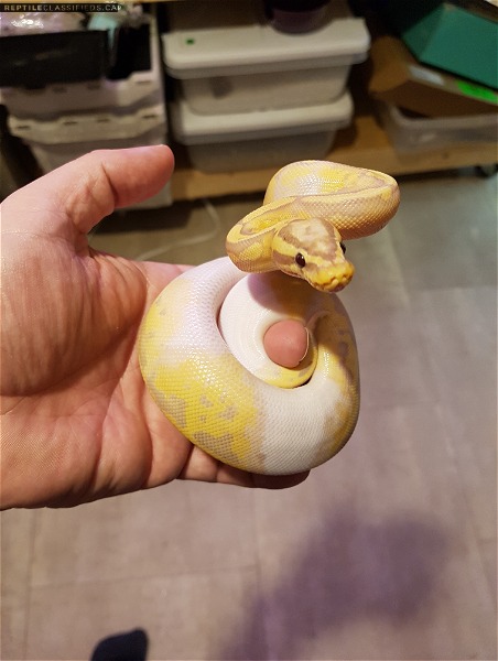 2018 Male Pastel Banana Pied - Reptile Classifieds Canada