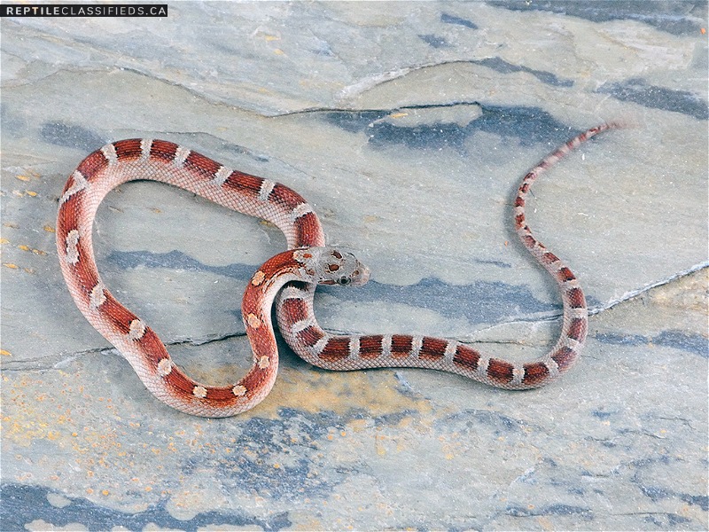 2018 Male Pied-sided Bloodred Cornsnake (moderate expression) RR18-FAN01-4M