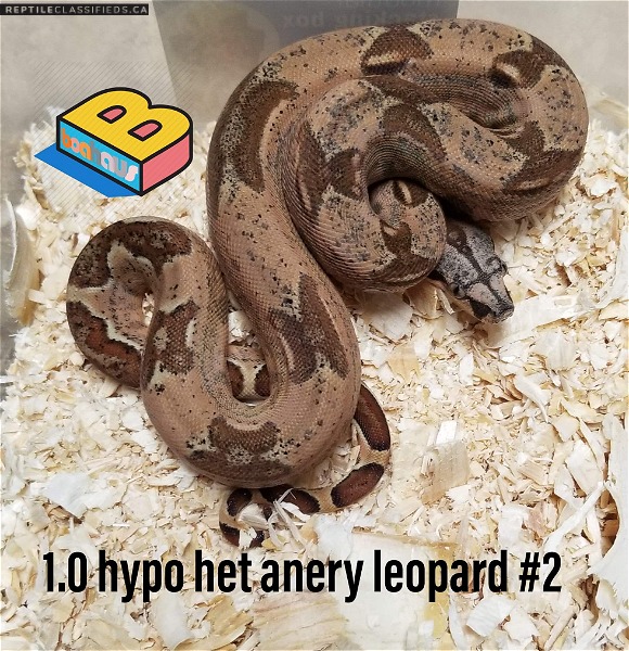 2019 hypo het anery leopard