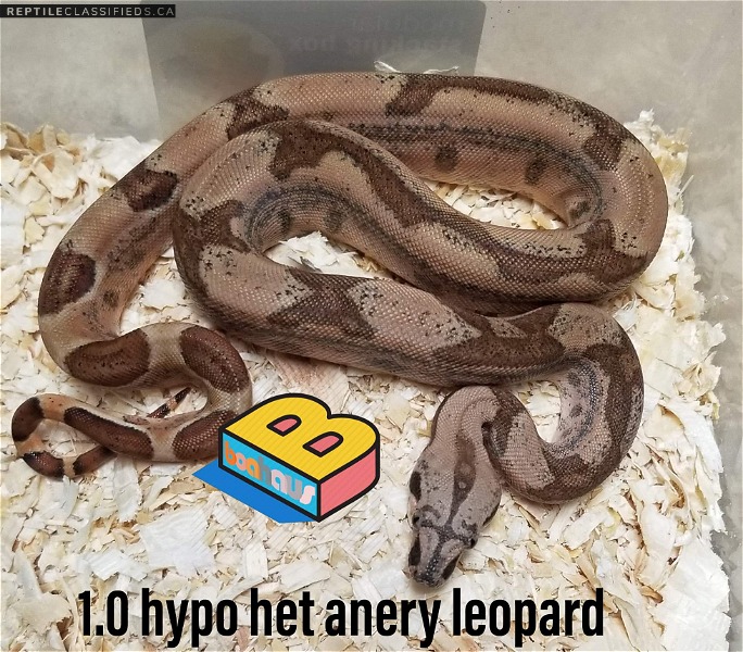 2019 hypo het anery leopard