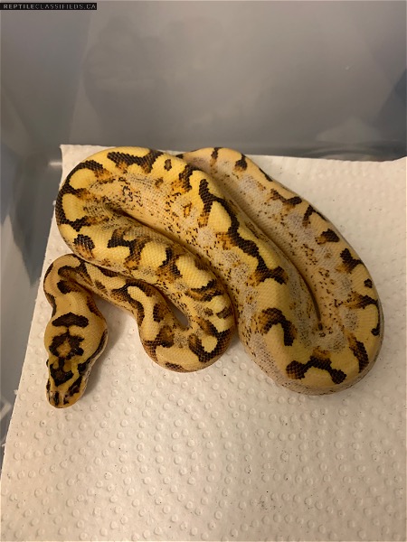 2020 hatchlings and available ball pythons 