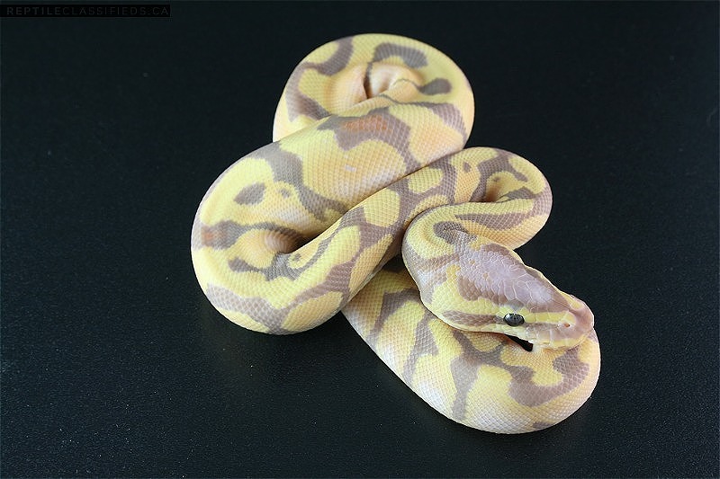 2021 Baby ball Pythons available