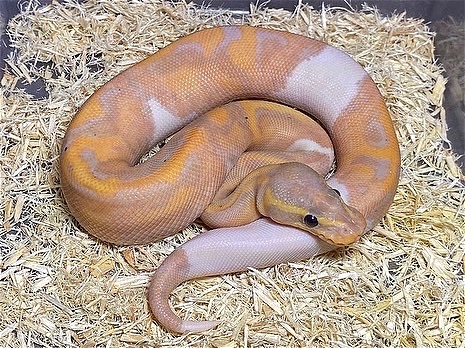2021 Male Banana Pied possible Enchi  - Reptile Classifieds Canada