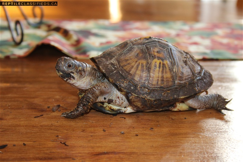 4 toed box turtle with enclosure
