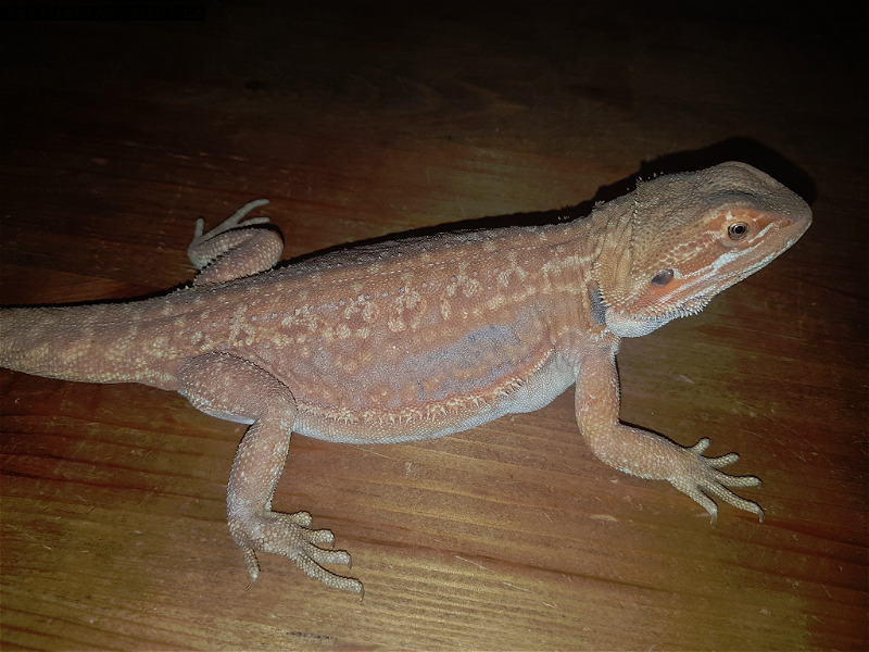 6 month old female Hypo Leather Dunner Bearded Dragon