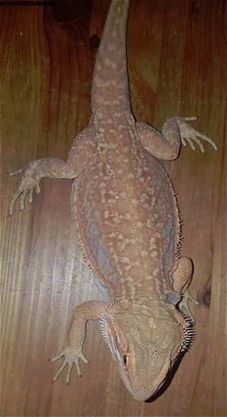 6 month old female Hypo Leather Dunner Bearded Dragon