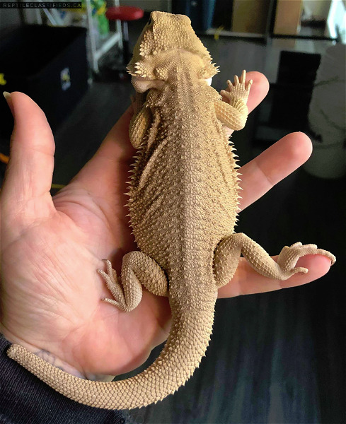 6 month old male Bearded Dragon (Wits)