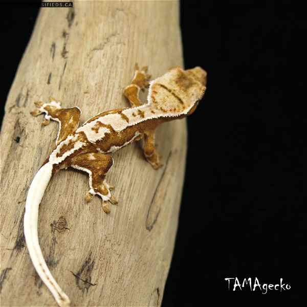 8 Gecko a crête Lilly white Crested Gecko - Reptile Classifieds Canada