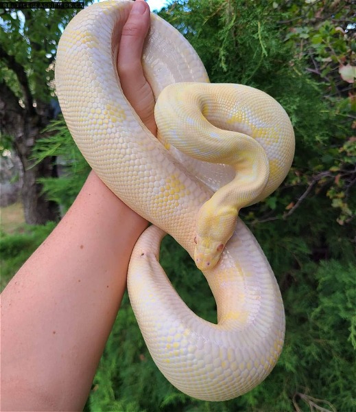 Large Breeder Male Albino Ball Python