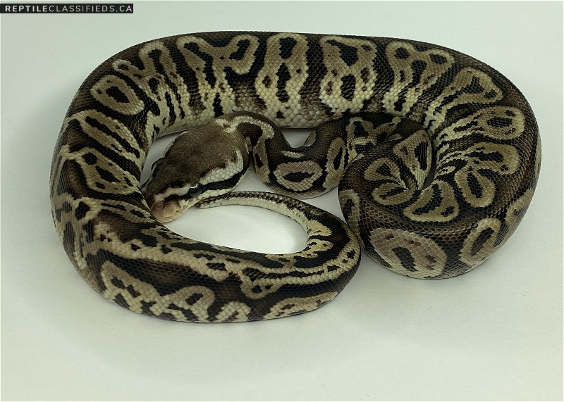  Female - HRA Leopard Pastel with a possible dinker gene On HOLD 