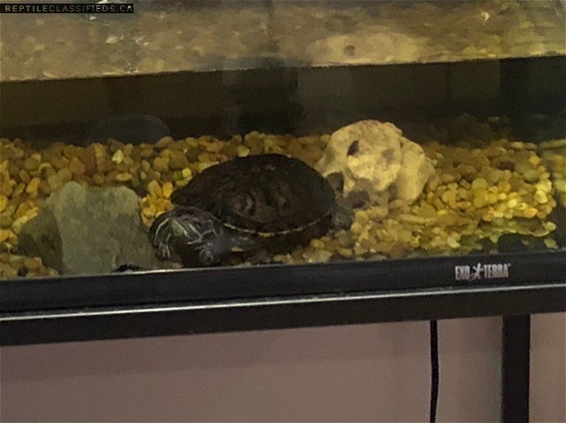 Red rated slider and yellow - bellies slider 