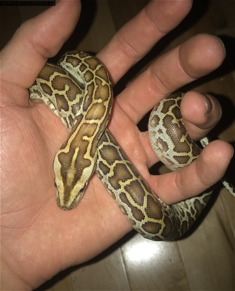 Morph Burmese Pythons