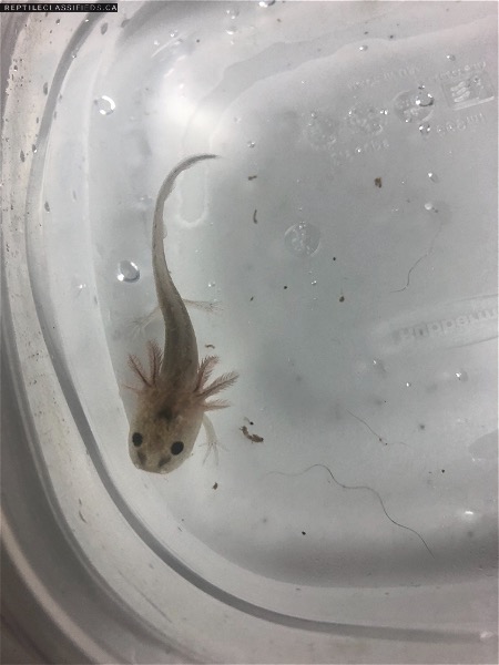 Baby Axololts for SALE - Reptile Classifieds Canada