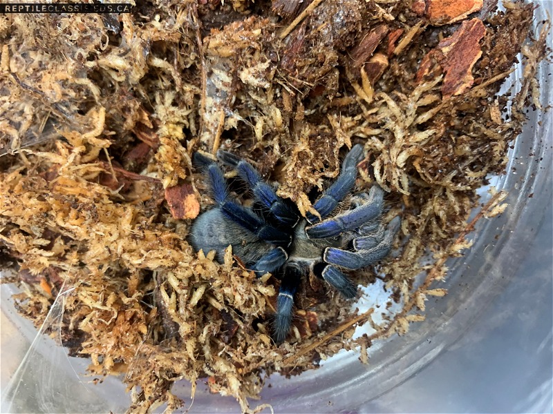 Haplopelma Lividum  (cobalt Blue tarantula) 