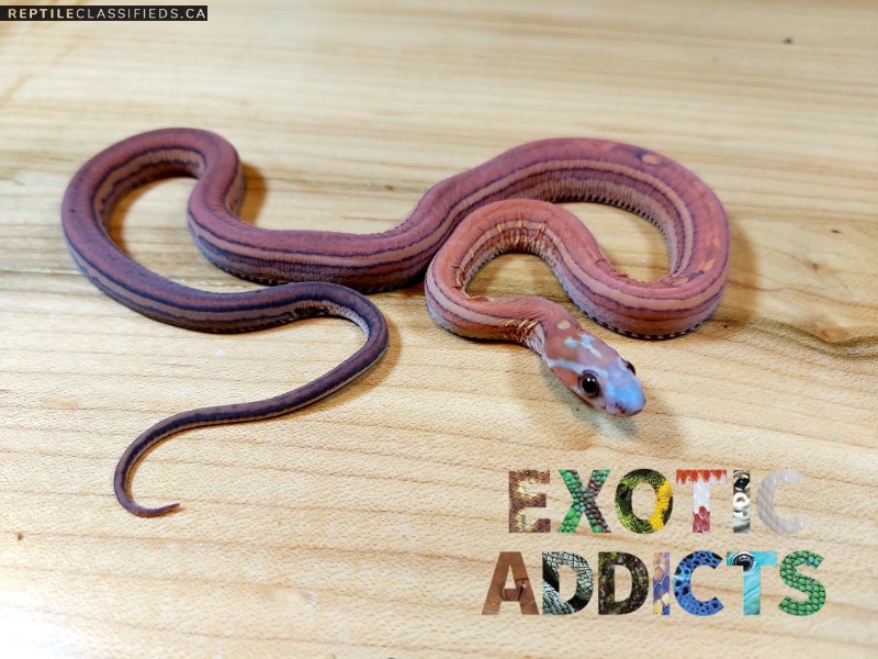 REPTILE CLASSIFIEDS - Scaleless and het scaleless corn snake
 Scaleless Corn Snake Price