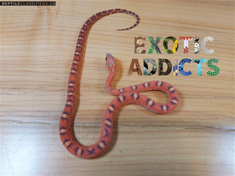 REPTILE CLASSIFIEDS - Scaleless and het scaleless corn snake Scaleless Corn Snake Price