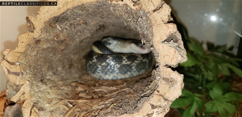 Adult Male Taiwanese beauty snake 