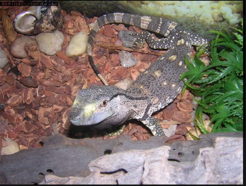 Looking For black throat monitor  - Reptile Classifieds Canada