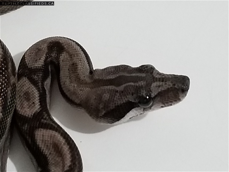 Nicaraguan Boas Motley DH  for NL Chocolate T+ / RDR BEA anery (T+ SNOW)
