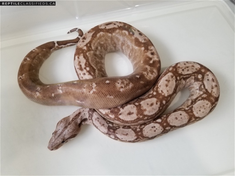 Nicaraguan Boas    New Line T+ Albino - RDR BEA Black eyed Anery  T+ SNOW project! - Reptile Classifieds Canada
