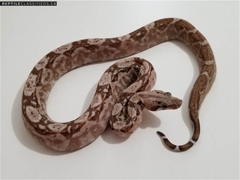 Nicaraguan Boas    New Line T+ Albino - RDR BEA Black eyed Anery  T+ SNOW project!