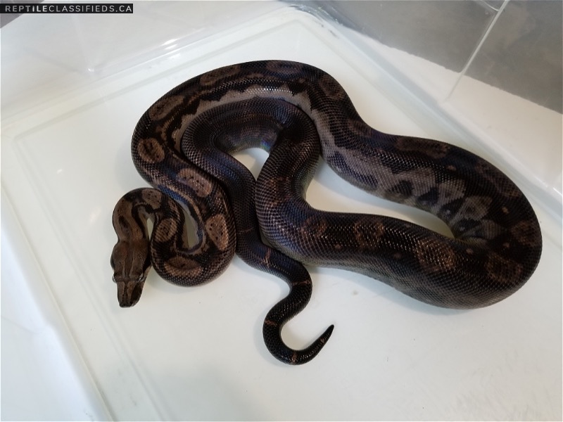 Nicaraguan Boas    New Line T+ Albino - RDR BEA Black eyed Anery  T+ SNOW project!